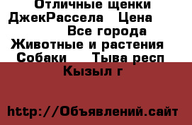 Отличные щенки ДжекРассела › Цена ­ 50 000 - Все города Животные и растения » Собаки   . Тыва респ.,Кызыл г.